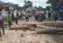 Pohon Tumbang di Jalan Harinjing Kepung Kediri Timpa Pemotor, Korban Alami Luka Berat 