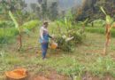 Pohon Mahoni di Hutan Dusun Sukoreja Pondok Agung Dicuri OTK