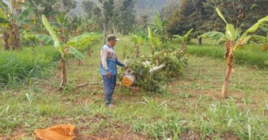 Pohon Mahoni di Hutan Dusun Sukoreja Pondok Agung Dicuri OTK