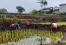 Kopda Bangkit Bantu Petani Rawat Tanaman Padi di Desa Binaan