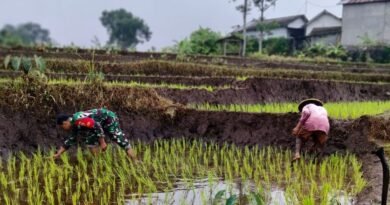 Kopda Bangkit Bantu Petani Rawat Tanaman Padi di Desa Binaan