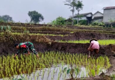 Kopda Bangkit Bantu Petani Rawat Tanaman Padi di Desa Binaan