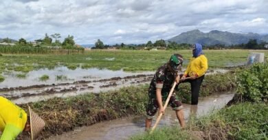 Semangat Gotong Royong, Babinsa Jaga Urat Nadi Pertanian di Wilayah Binaannya
