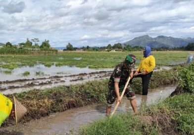 Semangat Gotong Royong, Babinsa Jaga Urat Nadi Pertanian di Wilayah Binaannya