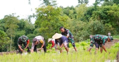 Satgas TMMD Ke 127 Bersama Warga Laksanakan Penanaman Padi Dukung Ketahanan Pangan di Desa Krisik