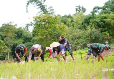 Satgas TMMD Ke 127 Bersama Warga Laksanakan Penanaman Padi Dukung Ketahanan Pangan di Desa Krisik