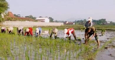Perkuat Ketahanan Pangan, Koptu Riyadi Konsisten Dampingi Petani Desa Binaan