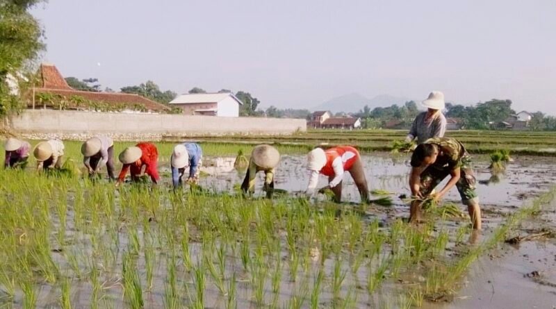 Perkuat Ketahanan Pangan, Koptu Riyadi Konsisten Dampingi Petani Desa Binaan