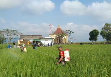 Cegah Gagal Panen, Koptu Harris Bersama Petani Basmi Hama Padi Jenis Wereng