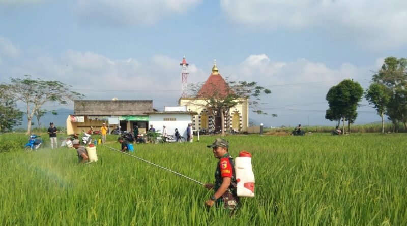Cegah Gagal Panen, Koptu Harris Bersama Petani Basmi Hama Padi Jenis Wereng