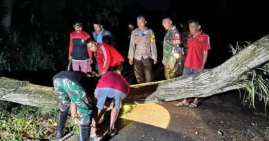 Hujan Angin Tumbangkan Pohon Akasia hingga Tutup Jalan di Trenggalek