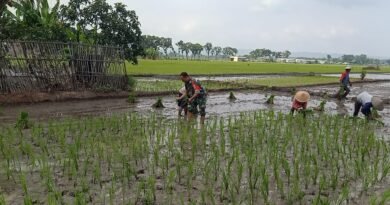 Dukung Ketahanan Pangan Nasional, Serma Agus Dampingi Petani Desa Rojosari Tanam Padi