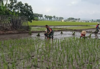 Dukung Ketahanan Pangan Nasional, Serma Agus Dampingi Petani Desa Rojosari Tanam Padi