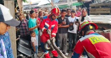 Ular Sanca Ditemukan di Gudang Terminal Kalideres