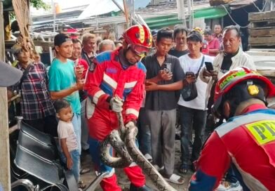 Ular Sanca Ditemukan di Gudang Terminal Kalideres