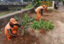 Sesudahnya PKL Ditertibkan, Sekarang Ruas Bantaran Kali Drain Ditanami Kembang Hias