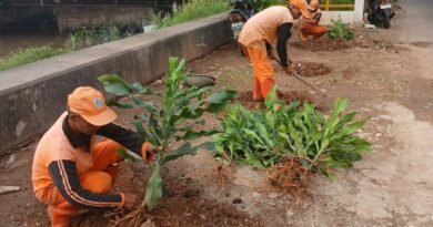 Sesudahnya PKL Ditertibkan, Sekarang Ruas Bantaran Kali Drain Ditanami Kembang Hias