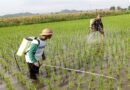 Babinsa Satrean Dampingi Perawatan Tanaman Padi, Wujudkan Panen Terbaik