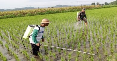 Babinsa Satrean Dampingi Perawatan Tanaman Padi, Wujudkan Panen Terbaik