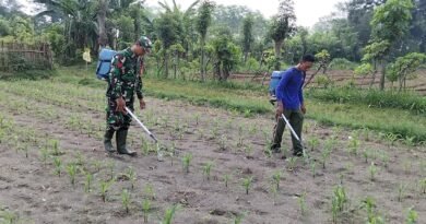 Agar Panen Puas, Babinsa Kandangan Bantu Penyemprotan POC Untuk Pertumbuhan Jagung Maksimal