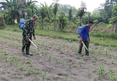 Agar Panen Puas, Babinsa Kandangan Bantu Penyemprotan POC Untuk Pertumbuhan Jagung Maksimal