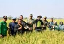 Dorong Inovasi Pertanian, Danrem Tinjau Uji Coba Varietas Padi Baru di Ngawi