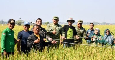 Dorong Inovasi Pertanian, Danrem Tinjau Uji Coba Varietas Padi Baru di Ngawi
