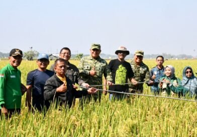 Dorong Inovasi Pertanian, Danrem Tinjau Uji Coba Varietas Padi Baru di Ngawi