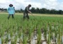 Babinsa Desa Gamping Dorong Peningkatan Hasil Panen Petani Binaan