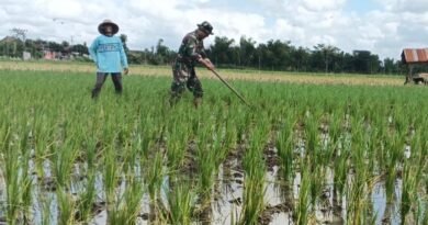 Babinsa Desa Gamping Dorong Peningkatan Hasil Panen Petani Binaan
