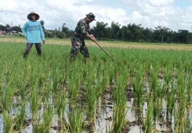 Babinsa Desa Gamping Dorong Peningkatan Hasil Panen Petani Binaan