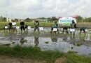 Koramil Tipe B 0807/13 Kauman Gerakan Percepatan Tanam di Kabupaten Tulungagung