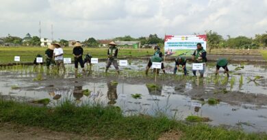 Koramil Tipe B 0807/13 Kauman Gerakan Percepatan Tanam di Kabupaten Tulungagung