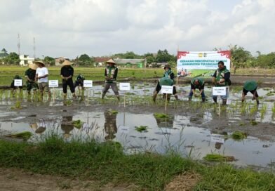 Koramil Tipe B 0807/13 Kauman Gerakan Percepatan Tanam di Kabupaten Tulungagung