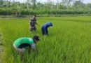 Berharap Panen Memuaskan, Babinsa Ngembul Bantu Petani Bersihkan Gulma di Lahan Padi