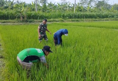Berharap Panen Memuaskan, Babinsa Ngembul Bantu Petani Bersihkan Gulma di Lahan Padi
