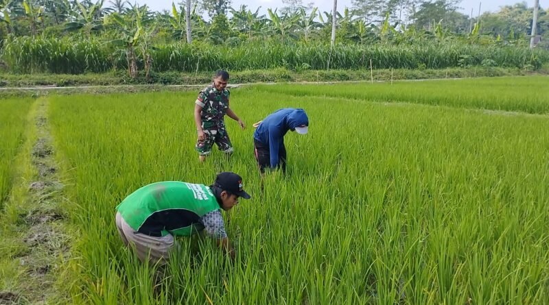 Berharap Panen Memuaskan, Babinsa Ngembul Bantu Petani Bersihkan Gulma di Lahan Padi