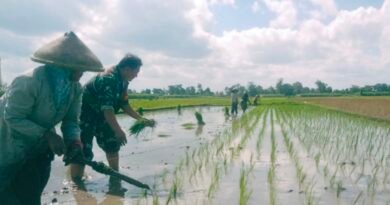 Menanam Padi Harpan Panen Memuaskan, Ini Pesan Serka Budi Sutanto