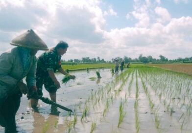 Menanam Padi Harpan Panen Memuaskan, Ini Pesan Serka Budi Sutanto