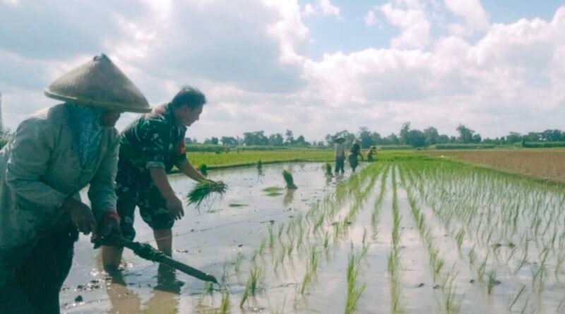 Menanam Padi Harpan Panen Memuaskan, Ini Pesan Serka Budi Sutanto