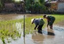 Babinsa Kelurahan Karangwaru, Serka Junaedi Dampingi Petani Binaannya Tanam Padi