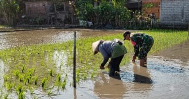 Babinsa Kelurahan Karangwaru, Serka Junaedi Dampingi Petani Binaannya Tanam Padi