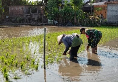Babinsa Kelurahan Karangwaru, Serka Junaedi Dampingi Petani Binaannya Tanam Padi
