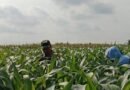 Genjot Hasil Panen Jagung, Babinsa Bantu Petani Basmi Gulma