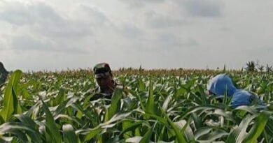 Genjot Hasil Panen Jagung, Babinsa Bantu Petani Basmi Gulma