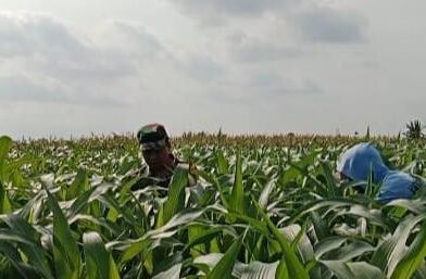 Genjot Hasil Panen Jagung, Babinsa Bantu Petani Basmi Gulma