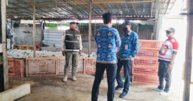 Tindak Lanjuti Keluhan Warga, KPKP Jakarta Barat Sidak Peternakan Ayam Potong di Cengkareng Timur