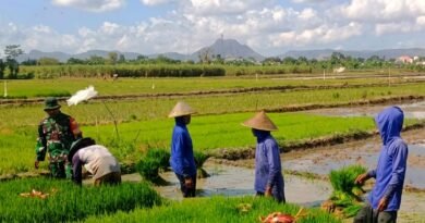 Di Balik Benih Padi, Ada Semangat Babinsa dan Petani Menjaga Ketahanan Pangan