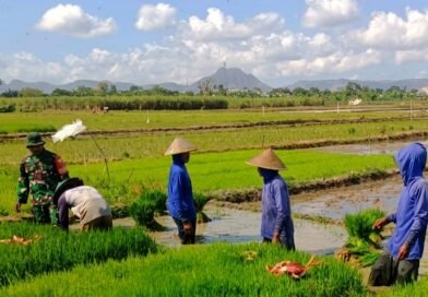 Di Balik Benih Padi, Ada Semangat Babinsa dan Petani Menjaga Ketahanan Pangan