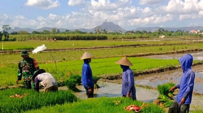 Di Balik Benih Padi, Ada Semangat Babinsa dan Petani Menjaga Ketahanan Pangan